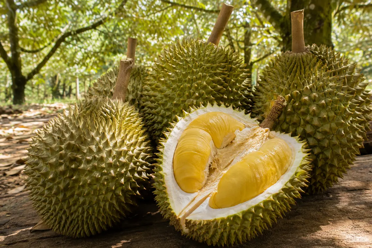 Sầu riêng Ri6 trên cành